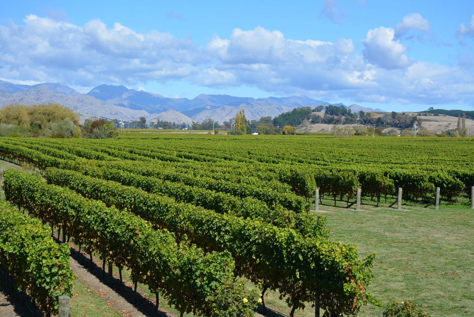 Ddog Vineyard & Bnb Renwick Exterior foto